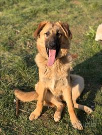 ANNIE, intelligenza da Pastore, cuore da coccolona