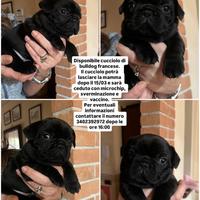 Bulldog francese