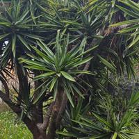 Grande yucca