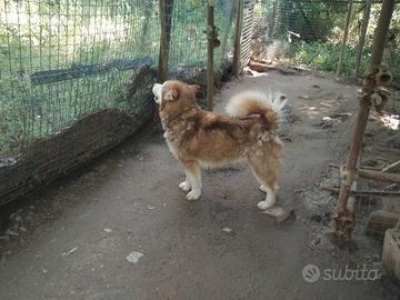 Giovani alaskan malamute