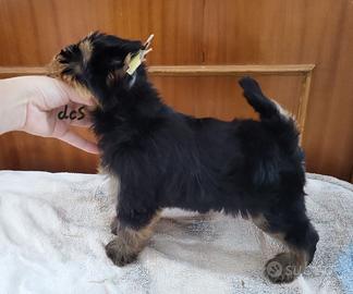 Yorkshire terrier con pedigree