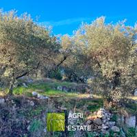 Terreno di 2.000 mq con 85 piante di ulivo | TR461