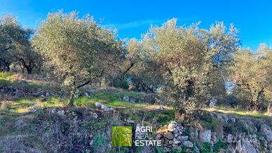 Terreno di 2.000 mq con 85 piante di ulivo | TR461