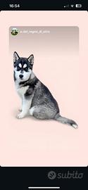 Cucciola Husky