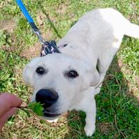 Cucciola mix Labrador