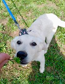 Cucciola mix Labrador