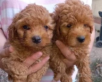 Cuccioli di barboncini toy M e F