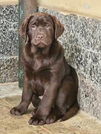 Cuccioli labrador chocolate