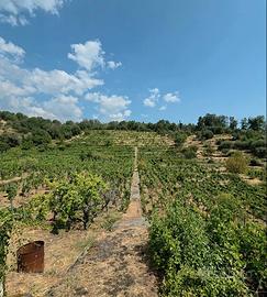 Vigneto in zona DOC a Zafferana Etnea 