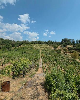 Vigneto in zona DOC a Zafferana Etnea 