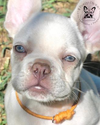 Ultima cucciola bulldog francese
