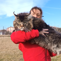 Maine Coon maschio per monta