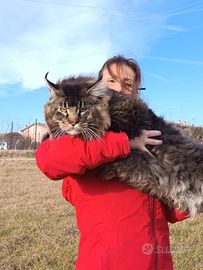 Maine Coon maschio per monta