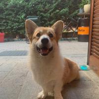 Welsh Corgi Pembroke