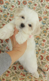 Cuccioli di Maltese