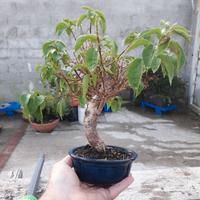 Bonsai di bouganville coppia 2 pezzi