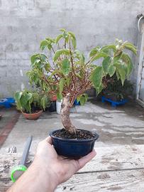 Bonsai di bouganville coppia 2 pezzi