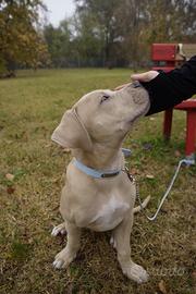 Ray american bully xl