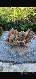 RARA Rosa del Deserto GIGANTE 17 KG da Collezione