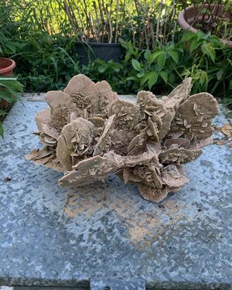RARA Rosa del Deserto GIGANTE 17 KG da Collezione