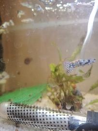 Guppy show