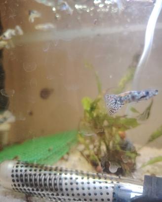 Guppy show