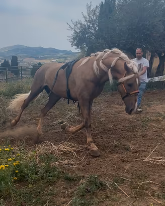 Cavallo andaluso