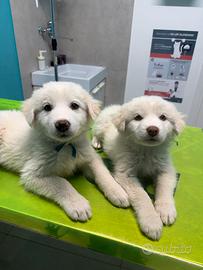 Cuccioli di Pastore Maremmano