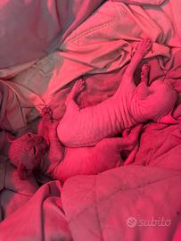 Cuccioli Sphynx