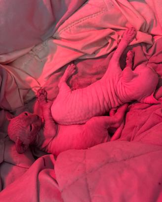 Cuccioli Sphynx
