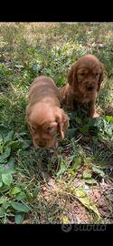 COCKER SPANIEL CUCCIOLI