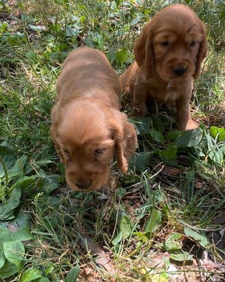 COCKER SPANIEL CUCCIOLI