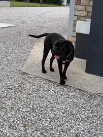Cane corso cuccioli alta genealogia