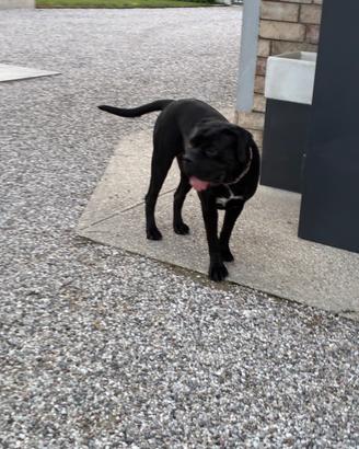 Cane corso cuccioli alta genealogia