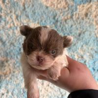 Chihuahua maschio