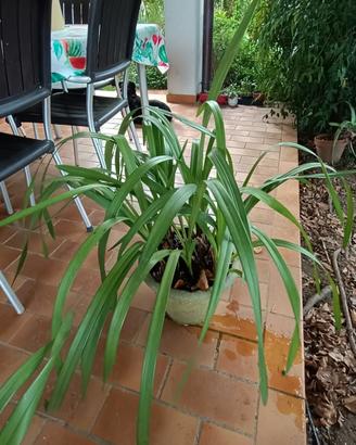 piante di orchidea 