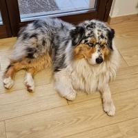 Pastore australiano per monte red factor