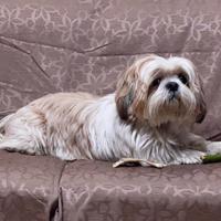 Shih Tzu per accoppiamento