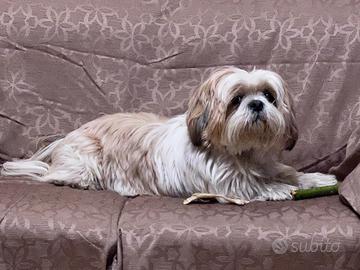 Shih Tzu per accoppiamento