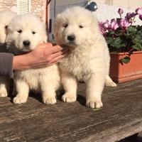 Cuccioli pastore maremmano abruzzese