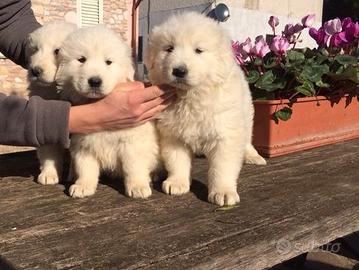 Cuccioli pastore maremmano abruzzese