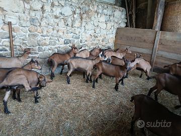Caprette camosciate delle alpi