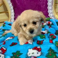 MALTIPOO maltese barboncino