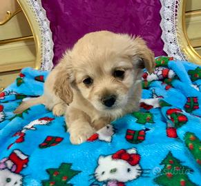 MALTIPOO maltese barboncino