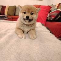 Cuccioletta Shiba inu referenziata