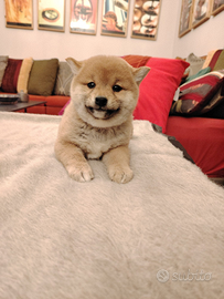 Cuccioletta Shiba inu referenziata