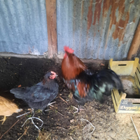 Coppia Marans