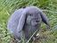 Immagine 1
