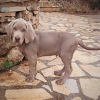 Cuccioli weimaraner