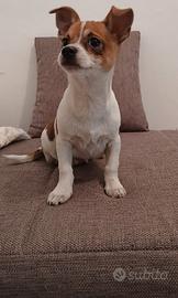 Cucciolo di Chihuahua